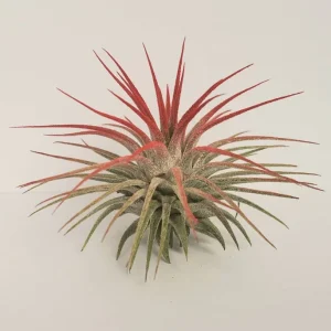 Air Plant Tillandsia Iona Live Plant Set of 6 - Vibrant Colors, 2-3