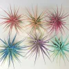 Air Plant Tillandsia Iona Live Plant Set of 6 - Vibrant Colors, 2-3" Small Indoor - Image 1