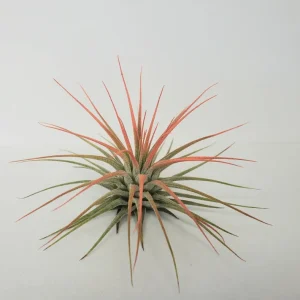 Air Plant Tillandsia Iona Live Plant Set of 6 - Vibrant Colors, 2-3