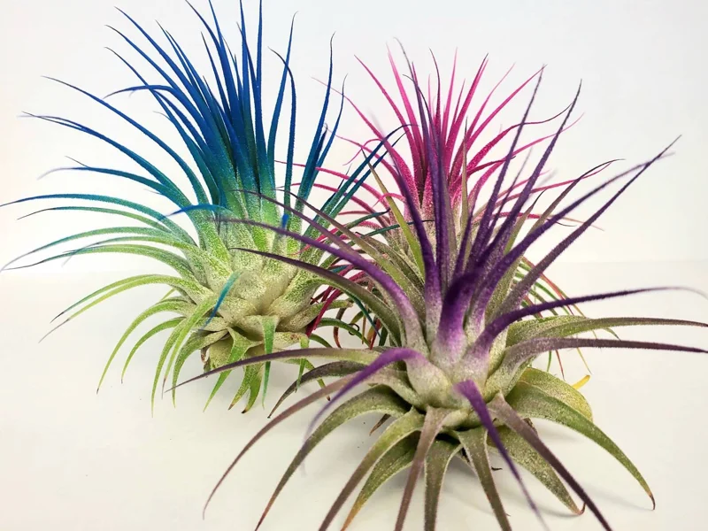 Air Plant Tillandsia Iona Live Plants - Set of 3, Indigo, Purple, Pink Enhanced - Image 2
