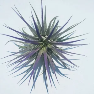 Air Plant Tillandsia Iona Live Plants Set of 3 - Indigo, Purple, Pink Enhanced Color - Image 3