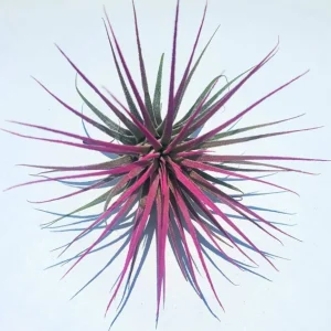 Air Plant Tillandsia Iona Live Plants Set of 3 - Indigo, Purple, Pink Enhanced Color - Image 4