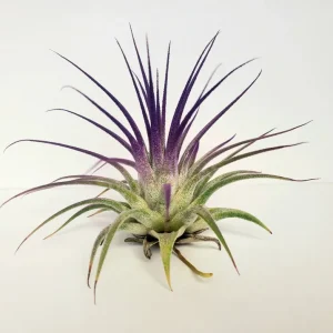 Air Plant Tillandsia Iona Live Plants Set of 3 - Indigo, Purple, Pink - 2-3 inch - Image 4