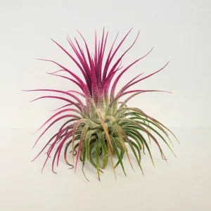 Air Plant Tillandsia Iona Live Plants Set of 3 - Indigo, Purple, Pink - 2-3 inch - Image 5