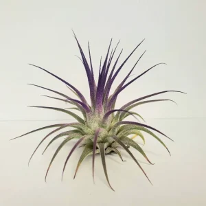 Air Plant Tillandsia Iona Purple Live Plant - 2-3 inch Houseplant - Image 2