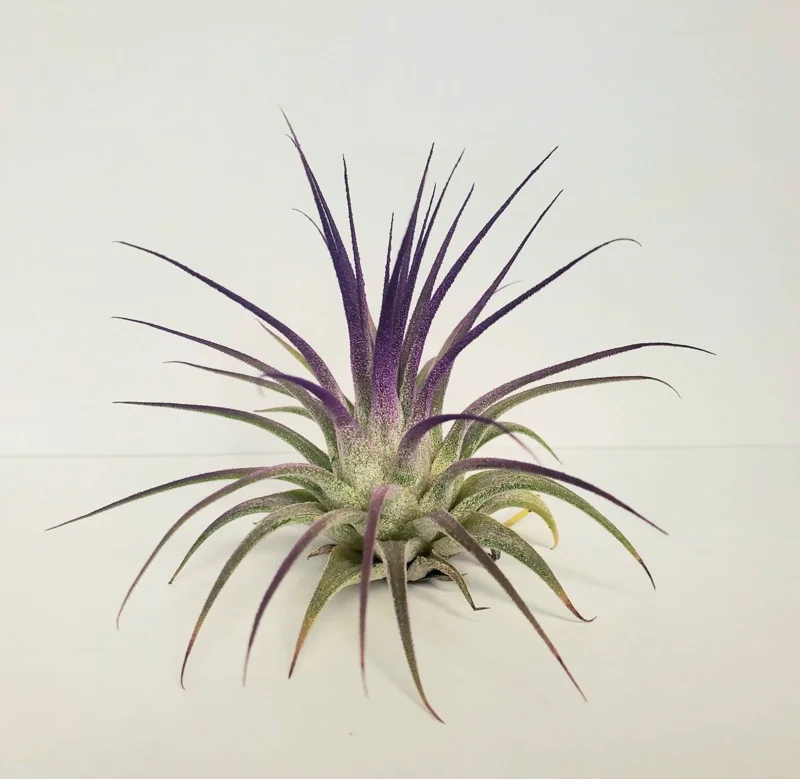 Air Plant Tillandsia Iona Purple Live Plant - 2-3 inch Houseplant - Image 2