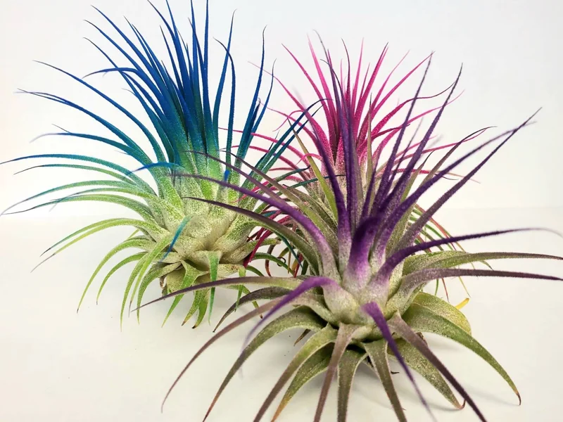 Air Plant Tillandsia Iona Purple Live Plant - 2-3 inch Houseplant - Image 3