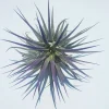 Air Plant Tillandsia Iona Purple Live Plant - 2-3 inch Single - Image 1