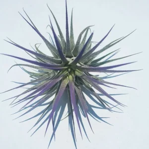 Air Plant Tillandsia Iona Purple Live Plant - 2-3 inch Single - Image 1