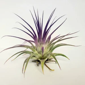 Air Plant Tillandsia Iona Purple Live Plant - 2-3 inch Houseplant - Image 1