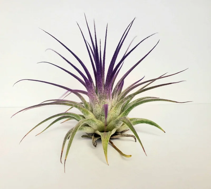 Air Plant Tillandsia Iona Purple Live Plant - 2-3 inch Houseplant - Image 1