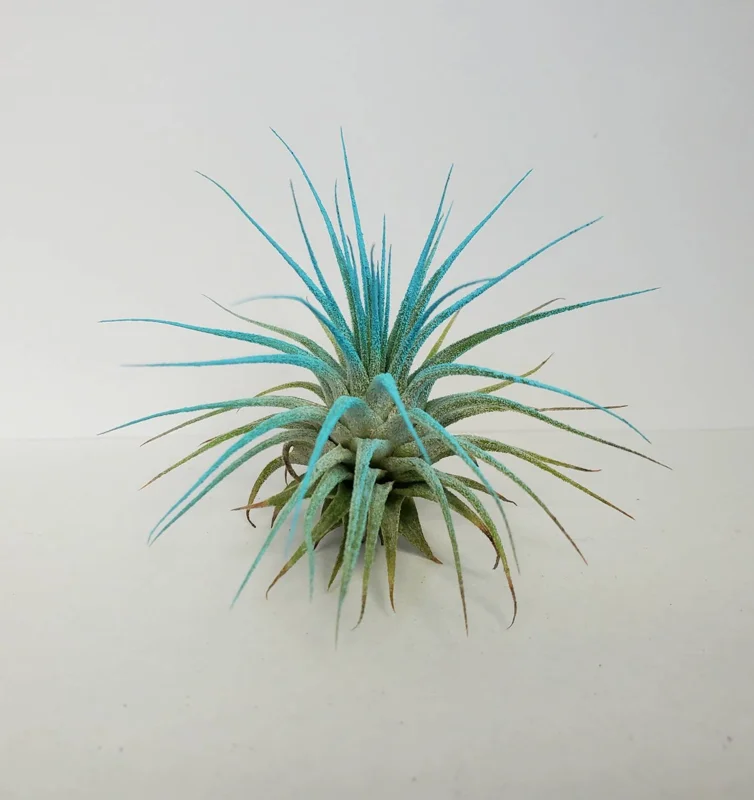 Air Plant Tillandsia Iona Turquoise Single Plant - Vibrant Blue-Green Airplant - Image 2