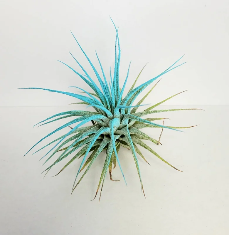 Air Plant Tillandsia Iona Turquoise Single Plant - Vibrant Blue-Green Airplant - Image 1