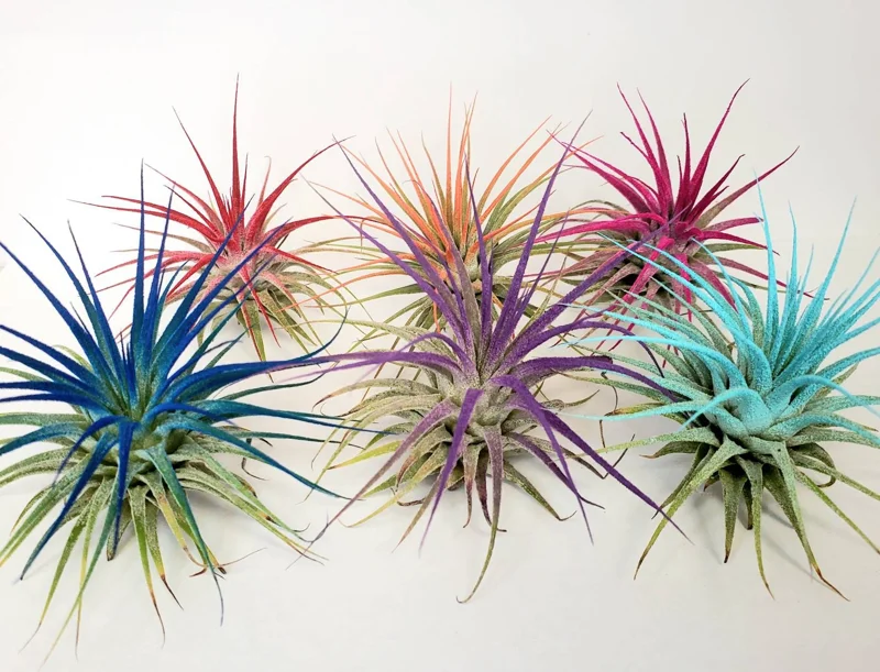 Air Plant Tillandsia Iona Turquoise Single Plant - Vibrant Blue-Green Airplant - Image 3