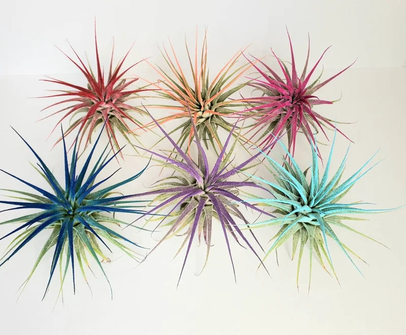 Air Plant Tillandsia Iona Turquoise Single Plant - Vibrant Blue-Green Airplant - Image 4