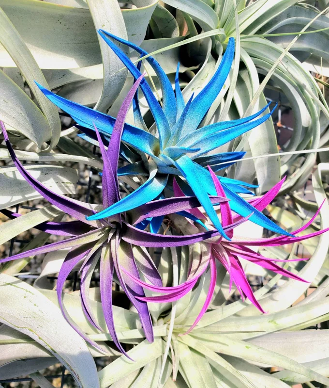 Air Plant Tillandsia Live Plant 3 Pack - Indigo Blue, Hot Pink, Purple, 4-6 inch - Image 3