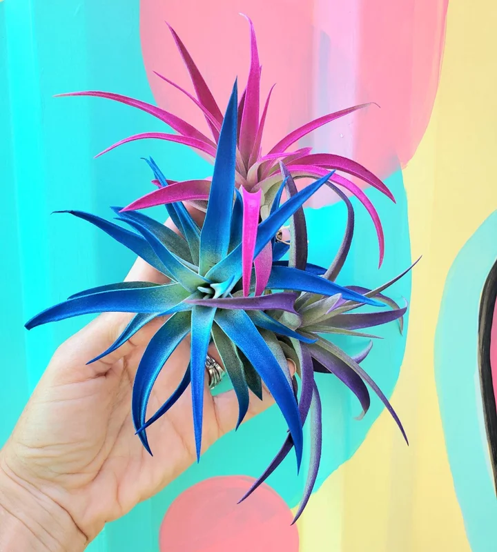 Air Plant Tillandsia Live Plant 3 Pack - Indigo Blue, Hot Pink, Purple, 4-6 inch - Image 4