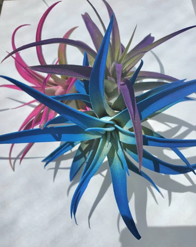 Air Plant Tillandsia Live Plant 3 Pack - Indigo Blue, Hot Pink, Purple, 4-6 inch - Image 5