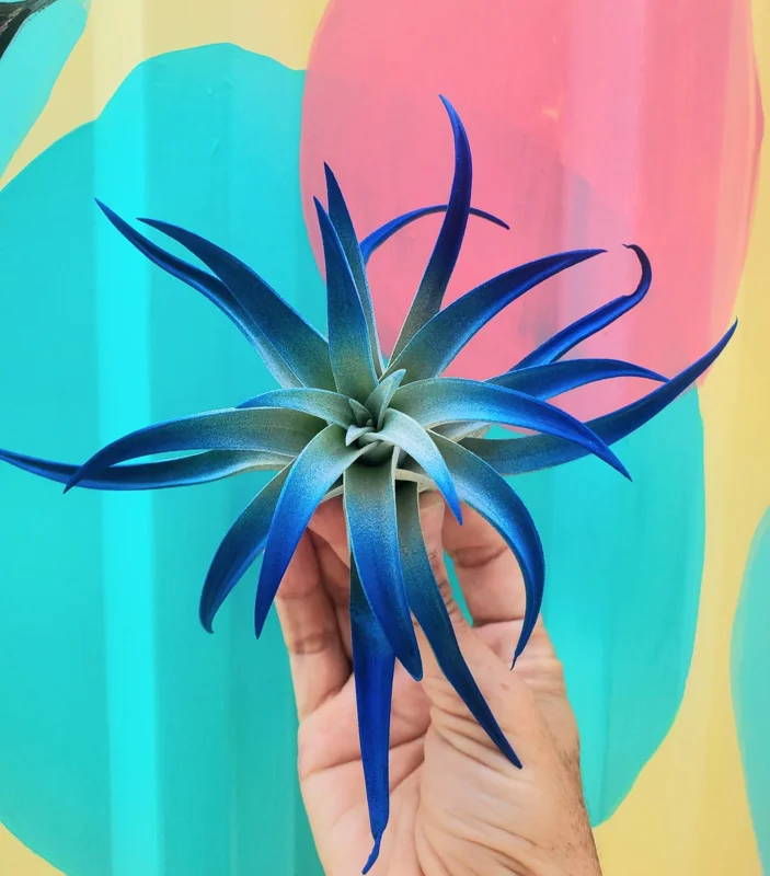 Air Plant Tillandsia Live Plant 3 Pack - Indigo Blue, Hot Pink, Purple, 4-6 inch - Image 6