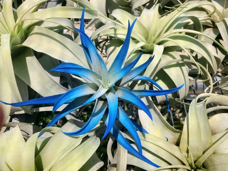 Air Plant Tillandsia Live Plant 3 Pack - Indigo Blue, Hot Pink, Purple, 4-6 inch - Image 8