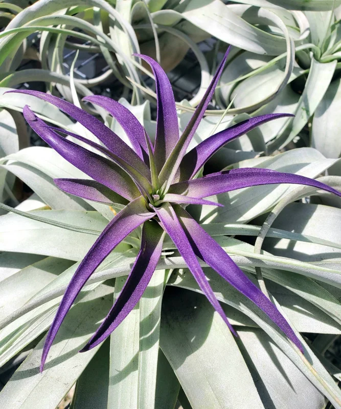 Air Plant Tillandsia Live Plant 3 Pack - Indigo Blue, Hot Pink, Purple, 4-6 inch - Image 9