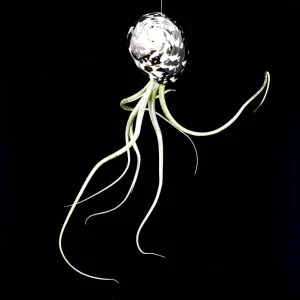 Air Plant Tillandsia Live Plant in Black & White Seashell Decor, 5-8 inch - Image 2