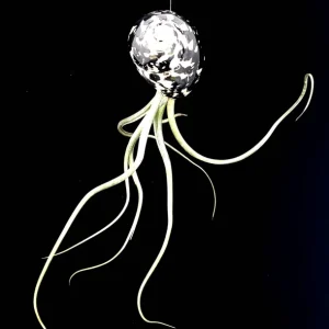 Air Plant Tillandsia Live Plant in Black & White Seashell Decor, 5-8 inch - Image 3