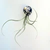 Air Plant Tillandsia Live Plant in Black & White Seashell Decor, 5-8 inch - Image 1