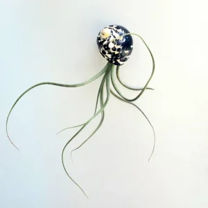 Air Plant Tillandsia Live Plant in Black & White Seashell Decor, 5-8 inch - Image 1
