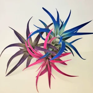 Air Plant Tillandsia Live Plants 3 Pack - Indigo Blue, Hot Pink, Purple, 4-6 inches - Image 2