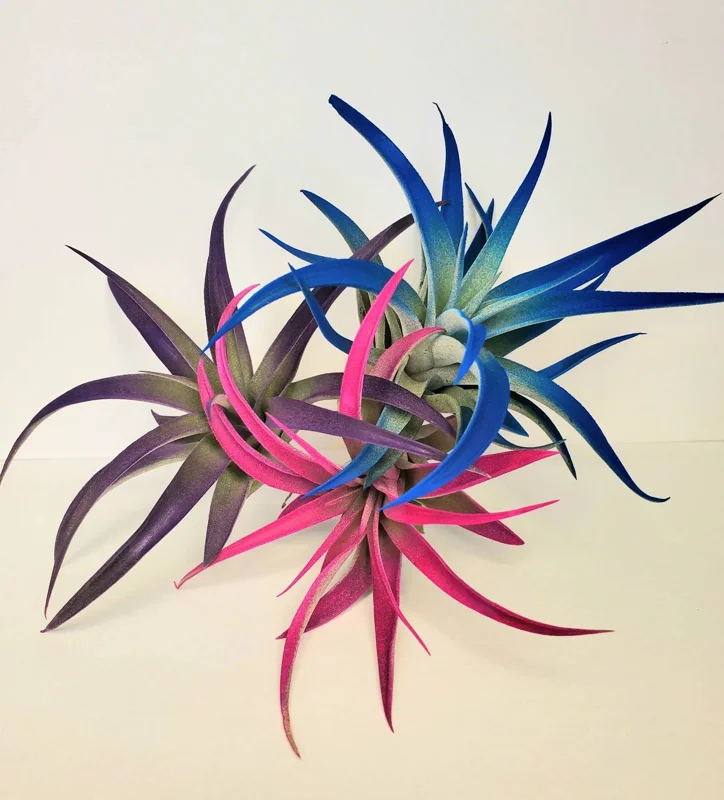 Air Plant Tillandsia Live Plants 3 Pack - Indigo Blue, Hot Pink, Purple, 4-6 inches - Image 2