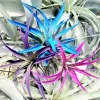 Air Plant Tillandsia Live Plants 3 Pack - Indigo Blue, Hot Pink, Purple, 4-6 inches - Image 1