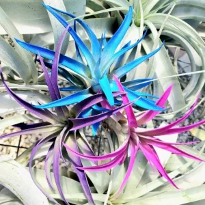 Air Plant Tillandsia Live Plants 3 Pack - Indigo Blue, Hot Pink, Purple, 4-6 inches - Image 1