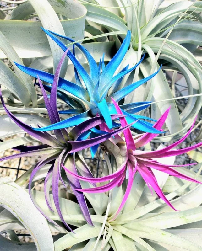Air Plant Tillandsia Live Plants 3 Pack - Indigo Blue, Hot Pink, Purple, 4-6 inches - Image 1