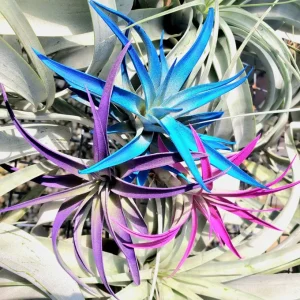 Air Plant Tillandsia Live Plants 3 Pack - Indigo Blue, Hot Pink, Purple, 4-6 inches - Image 3