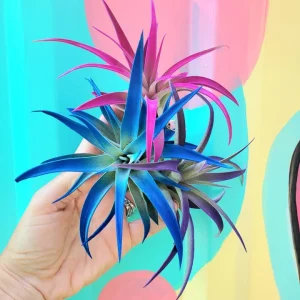 Air Plant Tillandsia Live Plants 3 Pack - Indigo Blue, Hot Pink, Purple, 4-6 inches - Image 4