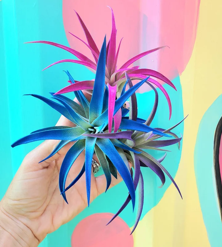 Air Plant Tillandsia Live Plants 3 Pack - Indigo Blue, Hot Pink, Purple, 4-6 inches - Image 4