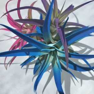 Air Plant Tillandsia Live Plants 3 Pack - Indigo Blue, Hot Pink, Purple, 4-6 inches - Image 5