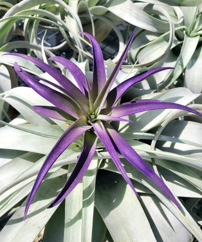 Air Plant Tillandsia Live Plants 3 Pack - Indigo Blue, Hot Pink, Purple, 4-6 inches - Image 9