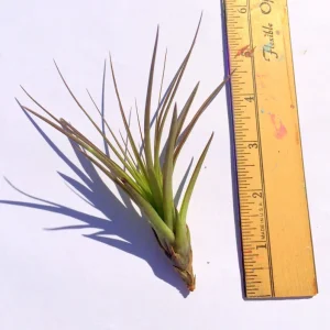 Air Plant Tri-Color Live Plant – Tillandsia – 12-16
