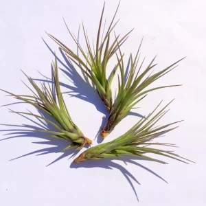 Air Plant Tri-Color Live Plant – Tillandsia – 12-16