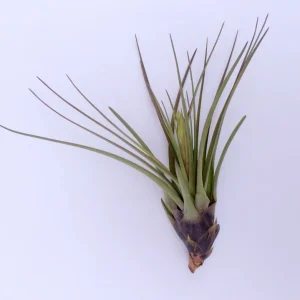 Air Plant Tri-Color Live Plant – Tillandsia – 12-16
