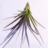 Air Plant Tri-Color Live Plant – Tillandsia – 12-16" Tall – Easy Care Indoor - Image 1