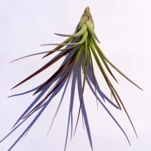 Air Plant Tri-Color Live Plant – Tillandsia – 12-16" Tall – Easy Care Indoor - Image 1