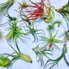 Air Plant Wholesale Mix Tillandsia Live Plant Easy Care for Terrariums 2-5 inches - Image 1