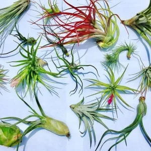 Air Plant Wholesale Mix Tillandsia Live Plant Easy Care for Terrariums 2-5 inches - Image 1