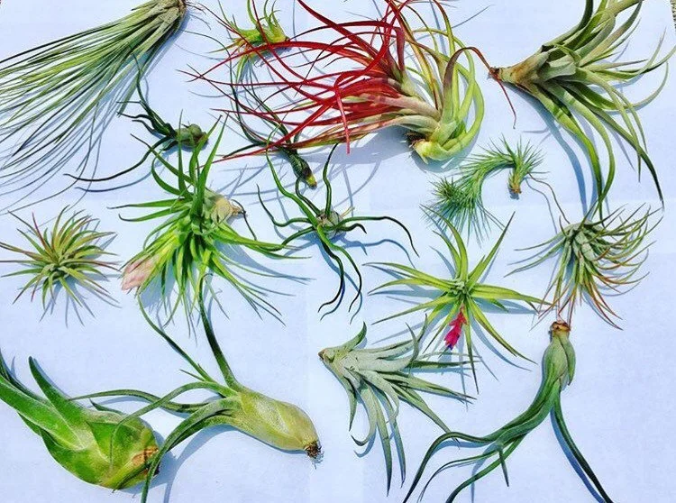 Air Plant Wholesale Mix Tillandsia Live Plant Easy Care for Terrariums 2-5 inches - Image 1