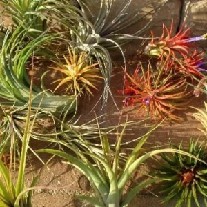 Air Plant Wholesale Mix Tillandsia Live Plant Easy Care for Terrariums 2-5 inches - Image 2