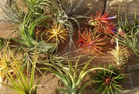 Air Plant Wholesale Mix Tillandsia Live Plant Easy Care for Terrariums 2-5 inches - Image 2