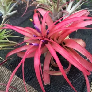 Air Plant Wholesale Mix Tillandsia Live Plant Easy Care for Terrariums 2-5 inches - Image 3